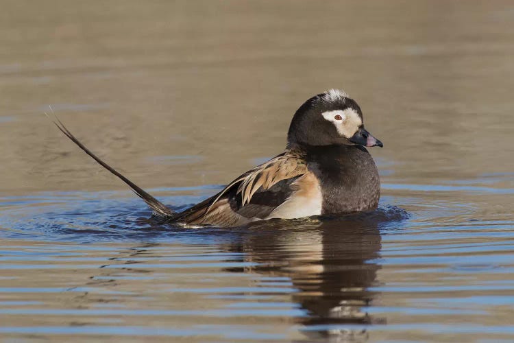 Long-tailed duck territory display