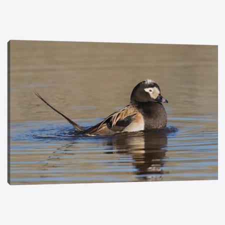 Long-tailed duck territory display Canvas Print #CHE88} by Ken Archer Canvas Art Print
