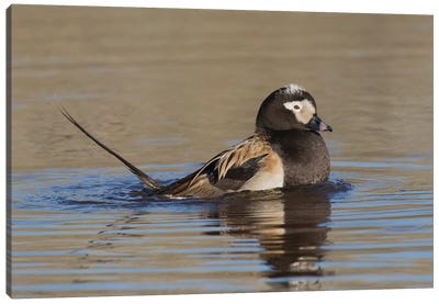 Long-tailed duck territory display Canvas Art Print