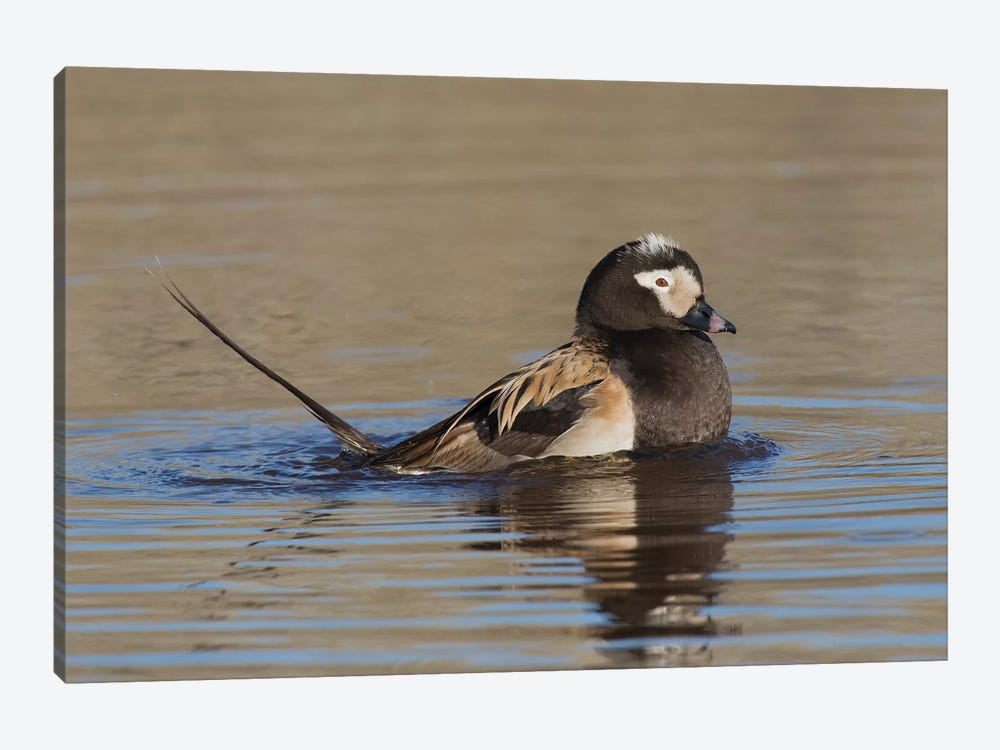 Long-tailed duck territory display by Ken Archer 1-piece Canvas Artwork