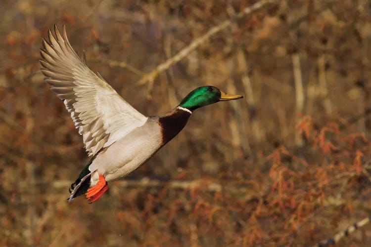 Mallard drake flying