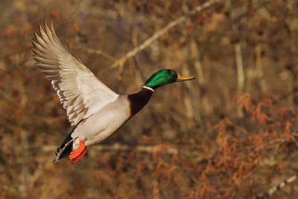 Ken Archer: Mallard drake flying by Ken Archer