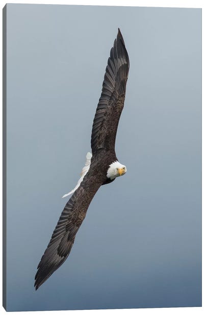 Bald Eagle flying III Canvas Art Print - Eagle Art