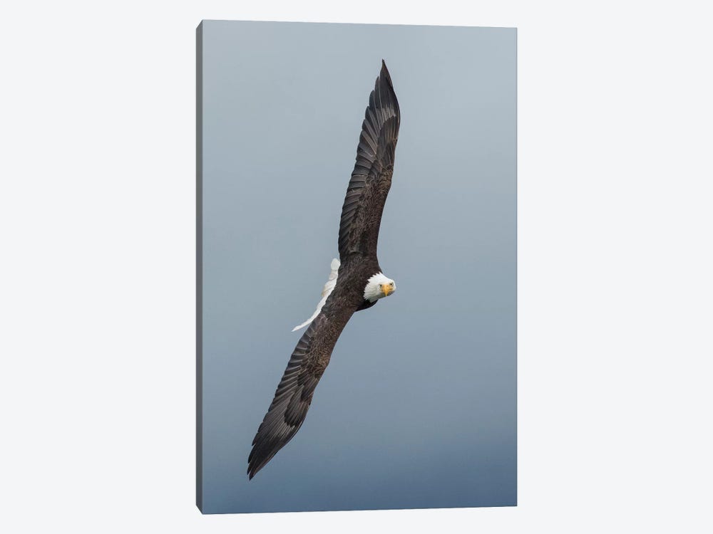 Bald Eagle flying III by Ken Archer 1-piece Canvas Art Print