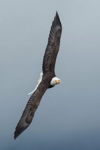 Ken Archer: Bald Eagle flying III by Ken Archer