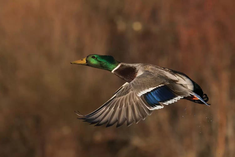 Mallard drake flying