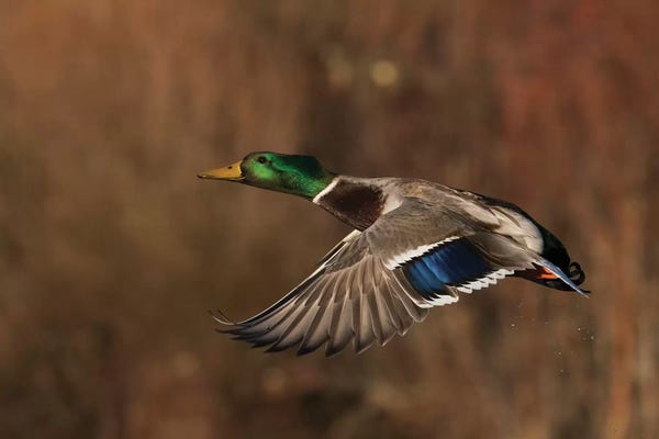 Ken Archer: Mallard drake flying by Ken Archer