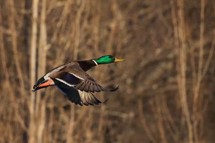 Mallard drake flying