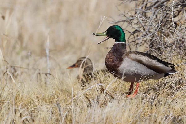 Ken Archer: Mallard pair brushy habitat by Ken Archer
