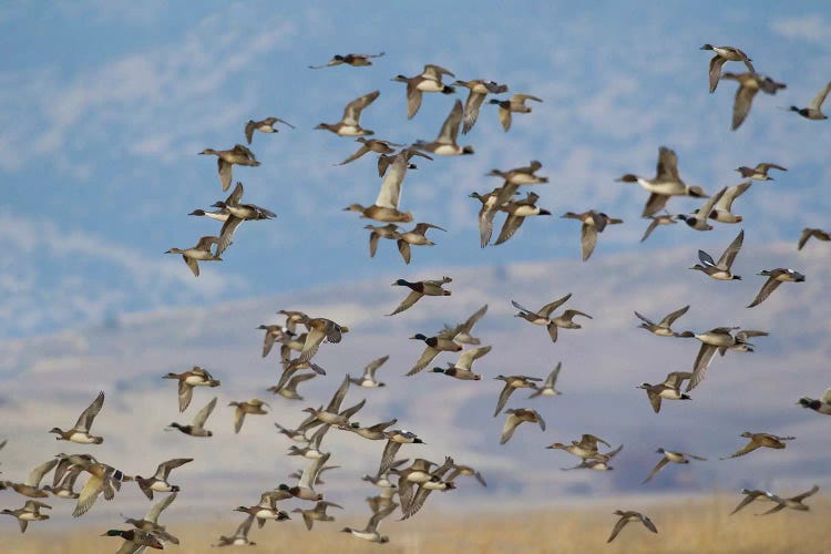 Mixed flock of waterfowl flying