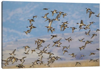 Mixed flock of waterfowl flying Canvas Art Print