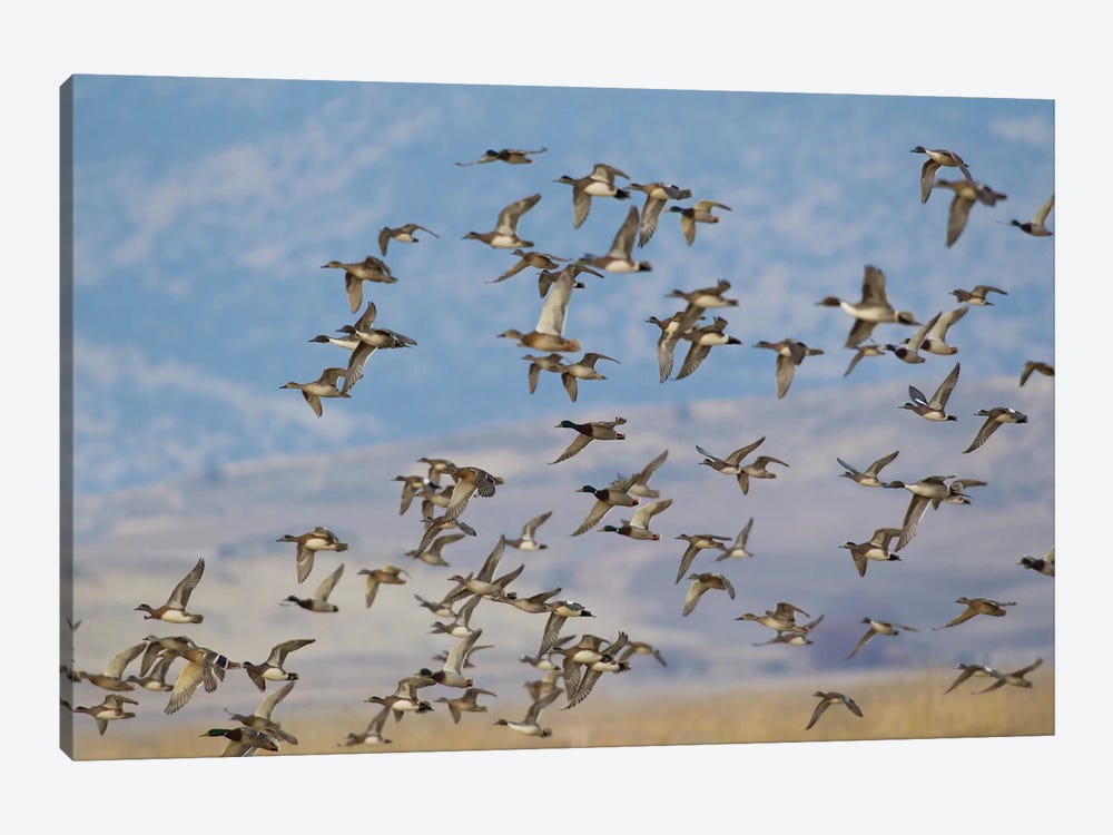 Mixed flock of waterfowl flying by Ken Archer 1-piece Canvas Artwork