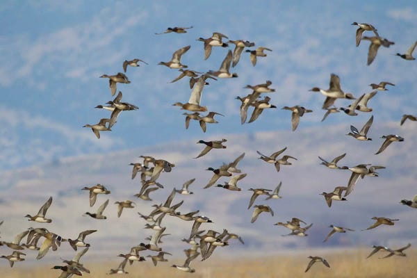 Ken Archer: Mixed flock of waterfowl flying by Ken Archer