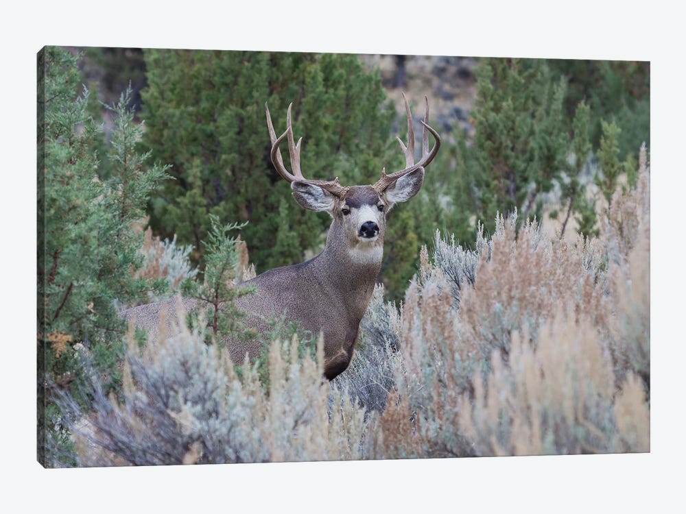 Mule deer buck 1-piece Canvas Print