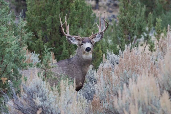 Ken Archer: Mule deer buck by Ken Archer