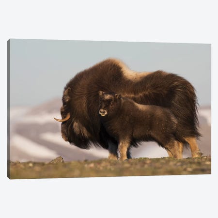 Musk Ox with calf Canvas Print #CHE95} by Ken Archer Canvas Art Print