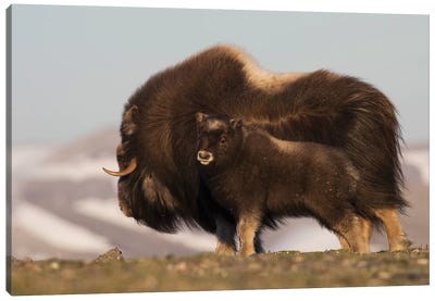 Musk Ox with calf Canvas Art Print