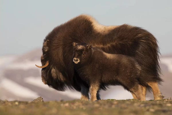 Yaks: Musk Ox with calf by Ken Archer