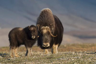 Musk ox with calf by Ken Archer art print