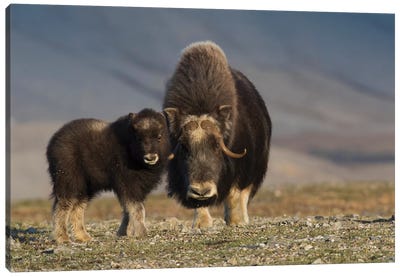 Musk ox with calf Canvas Art Print