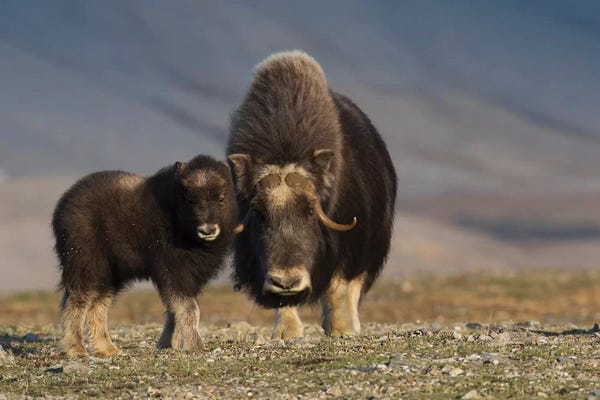 Yaks: Musk ox with calf by Ken Archer