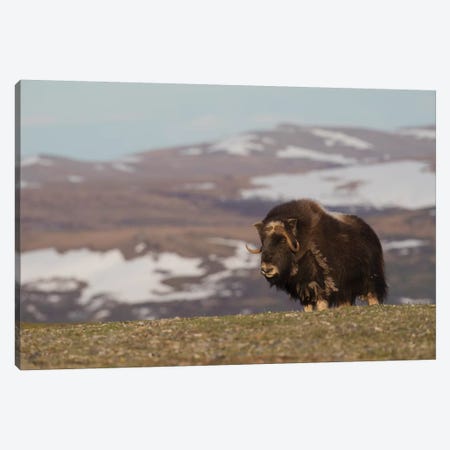 Musk Ox, Arctic tundra Canvas Print #CHE97} by Ken Archer Canvas Art Print