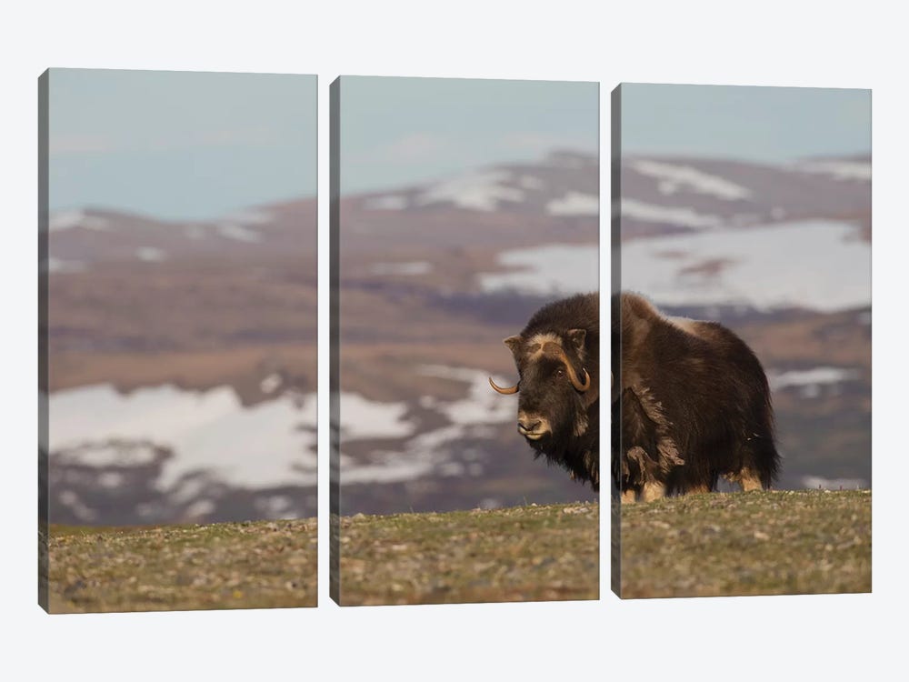 Musk Ox, Arctic tundra by Ken Archer 3-piece Canvas Artwork