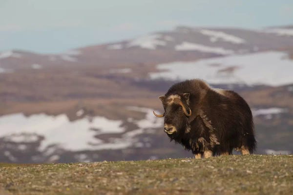 Ken Archer: Musk Ox, Arctic tundra by Ken Archer