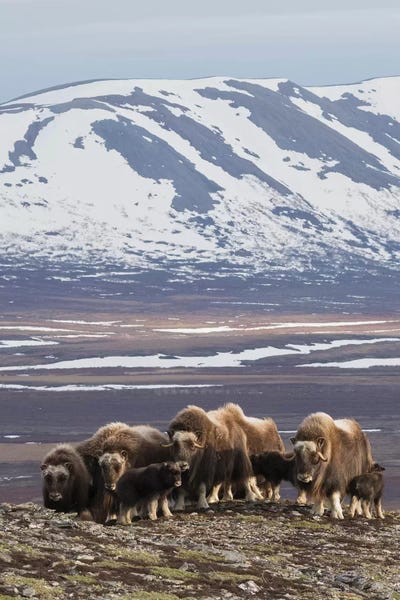 Muskox herd, Arctic habitat by Ken Archer art print