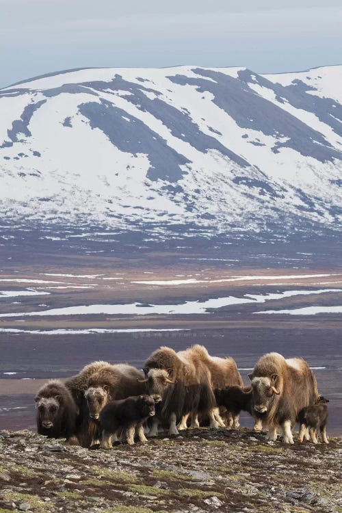 Muskox herd, Arctic habitat