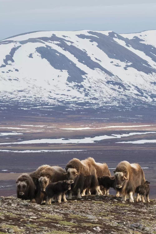 Muskox herd, Arctic habitat by Ken Archer wall art