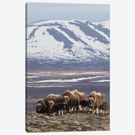 Muskox herd, Arctic habitat Canvas Print #CHE98} by Ken Archer Canvas Art