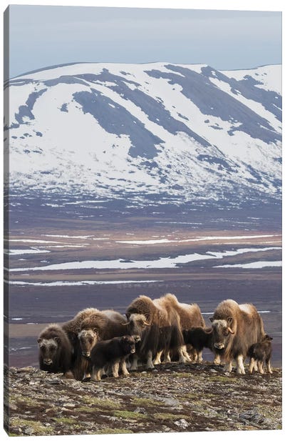 Muskox herd, Arctic habitat Canvas Art Print