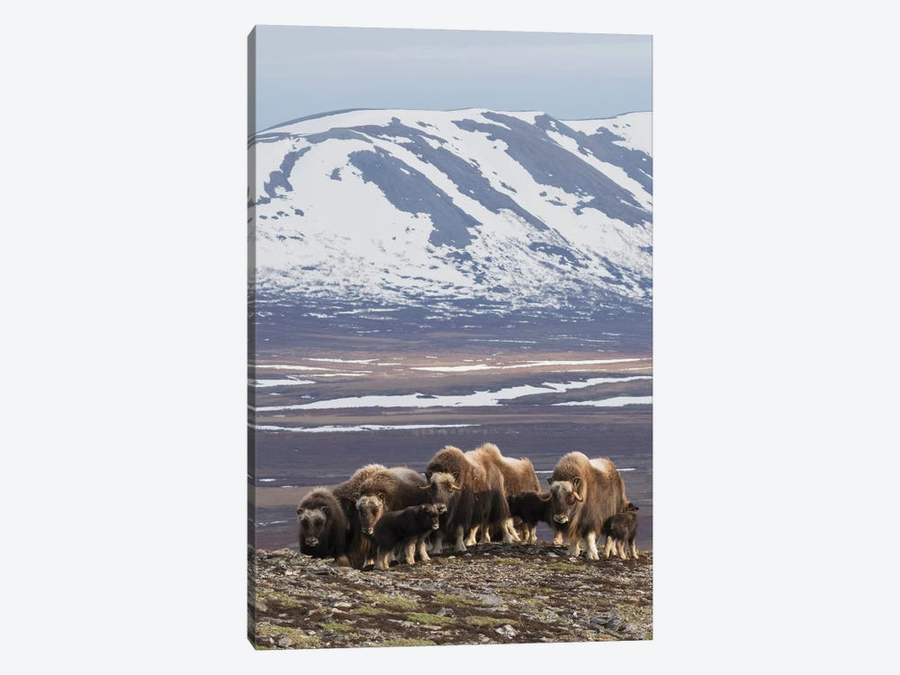 Muskox herd, Arctic habitat by Ken Archer 1-piece Canvas Art Print