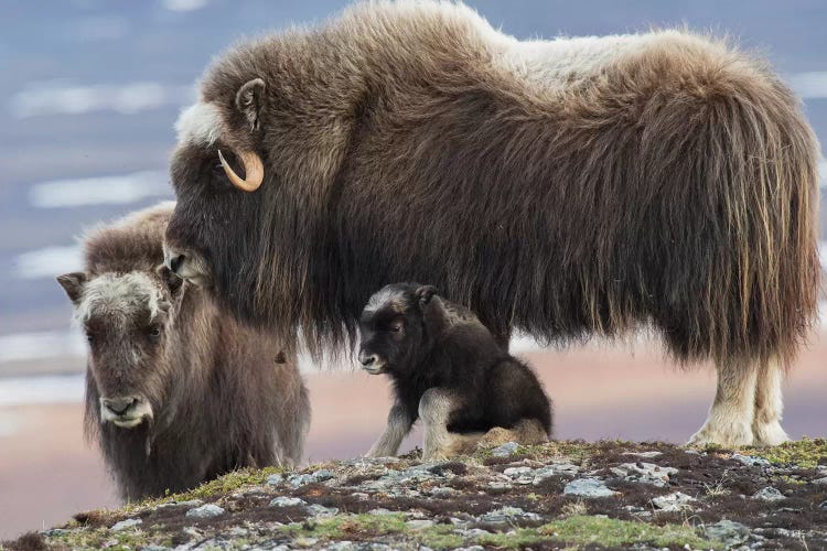 Muskox mother with young calf