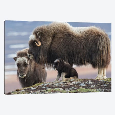 Muskox mother with young calf Canvas Print #CHE99} by Ken Archer Canvas Artwork