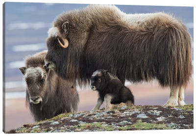 Muskox mother with young calf Canvas Art Print