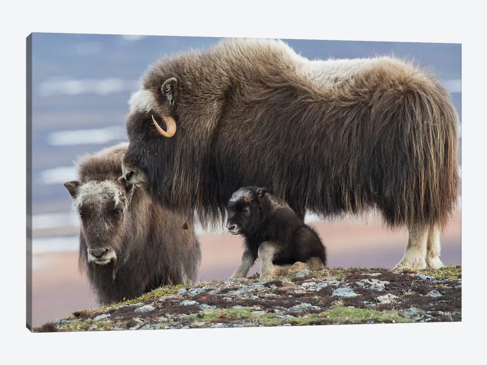 Muskox mother with young calf by Ken Archer 1-piece Canvas Art