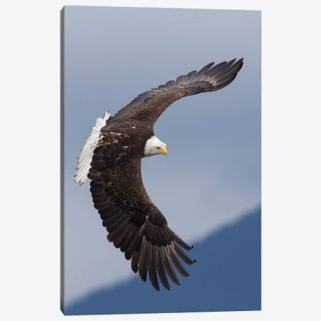 Bald Eagle flying IV Canvas Print #CHE9} by Ken Archer Canvas Wall Art
