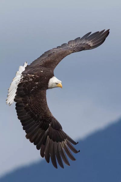 Ken Archer: Bald Eagle flying IV by Ken Archer