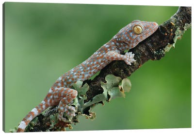 Tokay Gecko Juvenile, Uthai Thani, Thailand Canvas Art Print