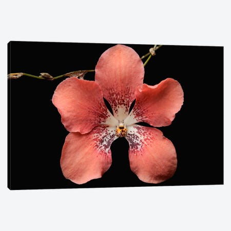 Orchid Flower, Sabah, Borneo, Malaysia Canvas Print #CHL5} by Ch'ien Lee Canvas Wall Art
