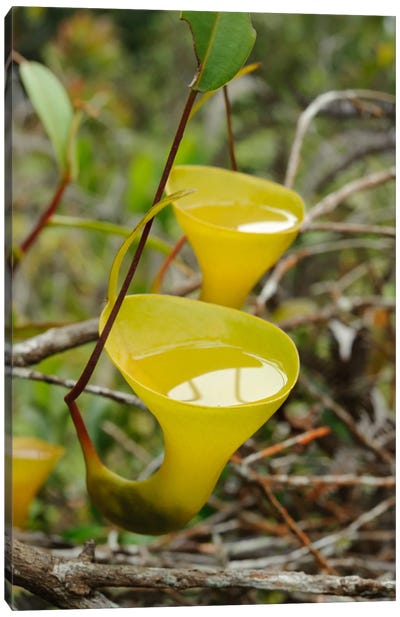 Pitcher Plant Pitchers Filled With Water, Gunung Talang, Sumatra, Indonesia Canvas Art Print