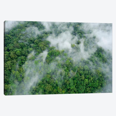 Primary Rainforest, Eastern Sabah, Borneo, Malaysia Canvas Print #CHL8} by Ch'ien Lee Canvas Print