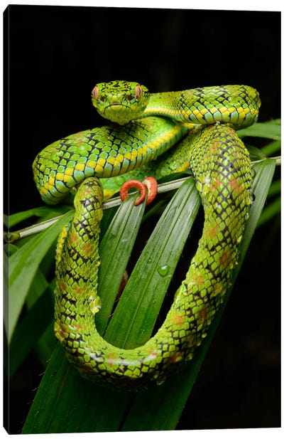 Schultz' Pit Viper Showing Red Tail Tip Used For Caudal Luring, Thumb Peak, Palawan Island, Philippines Canvas Art Print