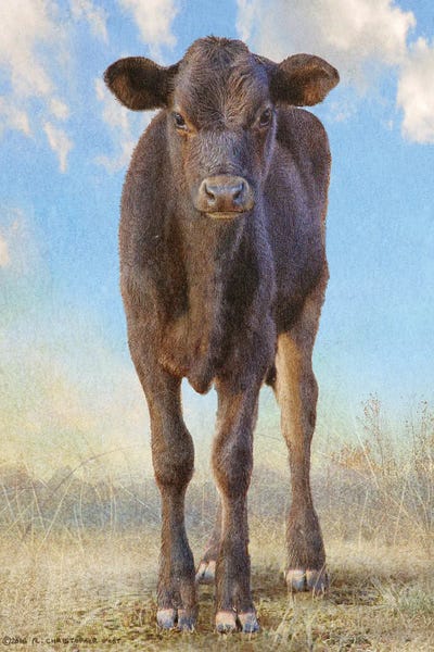 Cute Black Calf by Christopher Vest art print