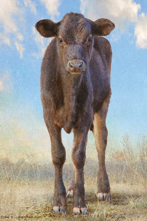 Cute Black Calf by Christopher Vest wall art