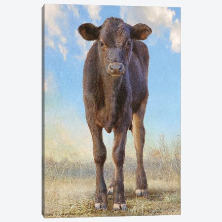 Cute Black Calf Canvas Print #CHV10} by Christopher Vest Canvas Print