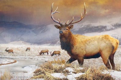 Jackson Refuge Elk by Christopher Vest canvas print