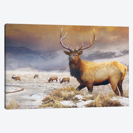Jackson Refuge Elk Canvas Print #CHV12} by Christopher Vest Canvas Print